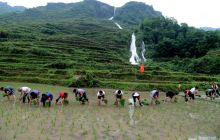 松桃党员服务队帮助患病老人忙插秧