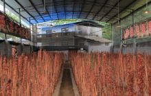 德江县加快推进天麻种子生产