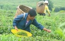 松桃普觉万亩生态茶园进入夏茶采摘高峰