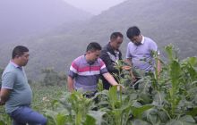 德江合兴镇烤烟长势让烟农看到了丰收