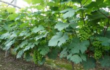 碧江区茅溪村环态农业示范基地葡萄丰收在望