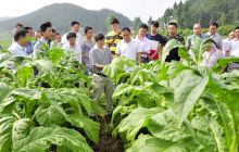 我市开展烤烟采烤新模式新技术培训