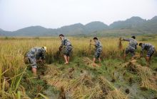 松桃县人武部二十多名民兵帮助村民抢收稻谷