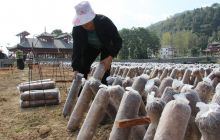 德江县发展1000万棒黑木耳