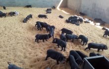 松桃现代生猪养殖带动群众走致富