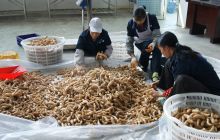 2014第三届全国天麻会将11月9日德江举行