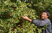 松桃盘石又逢油茶丰收采摘时