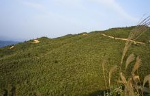 石阡聚凤高效油茶淌“金油”