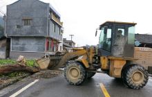 一百年古树枯死倒在506县道     松桃路政及时处置