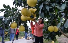 蜜柚大丰收  果农笑开颜