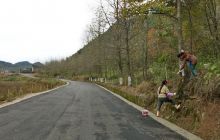 松桃栽植行道树 美化亮化农村公路