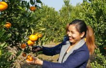 德江钱家椪柑又是一个丰收年