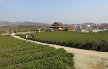 松桃正大生态观景茶园建设忙