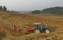松桃丹参药材采收实现机械化