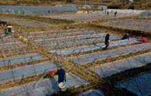 松桃盘石育苗忙