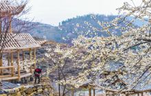 【记录铜仁】路腊樱花惹人醉