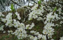 德江长堡镇：400亩空心李花团锦簇
