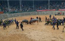 “汞都”万山斗首届牛王争霸赛