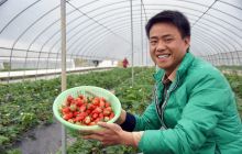 高家湾丰彩大地草莓丰收