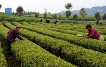 松桃茶农采茶忙