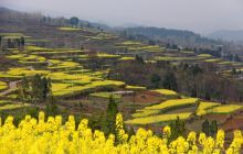 革命老区 油菜花香
