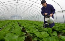 松桃计生“三结合”菜园  蔬菜长势喜人