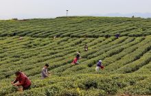 德江县茶叶种植园区组织工人采春茶