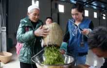 德江平原镇4000亩成年白茶全面开采和加工