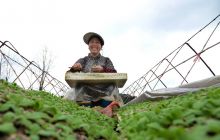 松桃计生“两双”助推烤烟产业