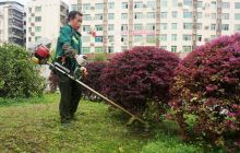 市园林局全面清理城区绿化带内杂草和垃圾