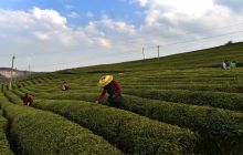 正大茶园，一道道靓丽的风景线