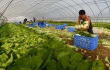 松桃计生户喜获丰收