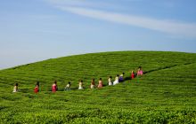 正大万亩茶园，一派繁忙景象