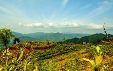 德旺白茶采摘正当时