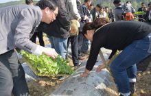 合兴镇：一场别开生面的烤烟“井窖式” 移栽现场会