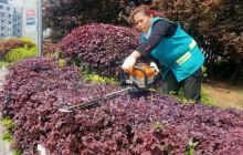 市园林局组织人员对城区绿化带全面修剪