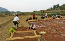 松桃大坪场镇龙头营绿化树育苗基地建设如火如荼