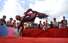 首届苗乡“鸡拳争霸赛”在松桃上演