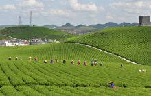 苗王城茶园景区 茶农除草忙