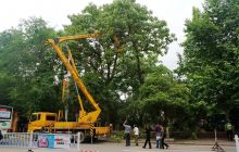 市园林局：清理倾斜危树 消除安全隐患