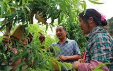 德江：打造“绿色蔬菜、精品水果”核心产业