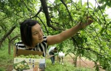 德江角口熟透的栽秧李等你来采摘