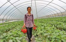 高家湾的草莓熟了