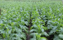 德江县7余亩烤烟丰收在望