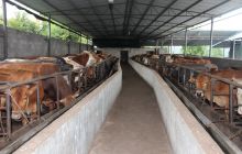 德江县畜牧渔业产值达8.36亿元