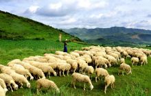 松桃盘石建成“生态、科技、观光”三位一体的新型高效农业园区