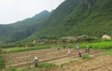 松桃寨英镇高档经济水果林苗基地生产忙