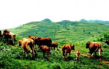 德江米阳山万亩草场饲养牛羊见成效