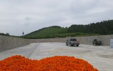 松桃万亩万寿菊加工厂即将建成投产