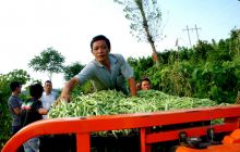 高山镇10万公斤无筋四季豆销往重庆